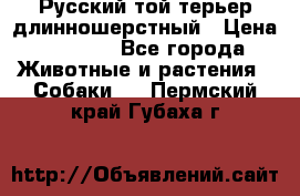 Русский той-терьер длинношерстный › Цена ­ 7 000 - Все города Животные и растения » Собаки   . Пермский край,Губаха г.